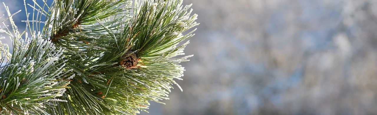 Постер Арт-детектив: загадка зимнего вечера в Чайковском
