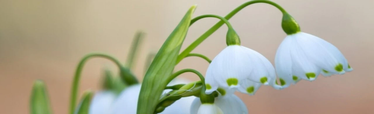 Постер Мелодии весны / Çурхи илем кӗвви в Чебоксарах