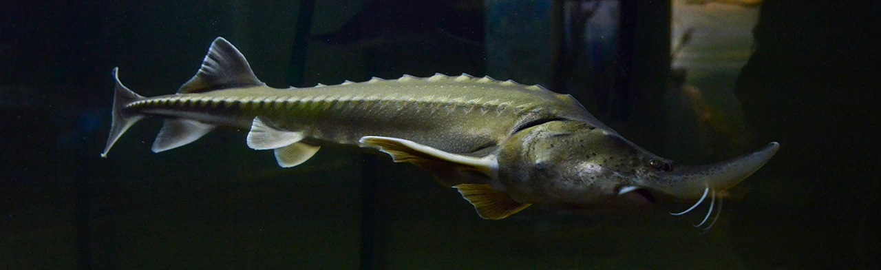 Постер Входной билет в Главное здание музея общий в Хабаровске