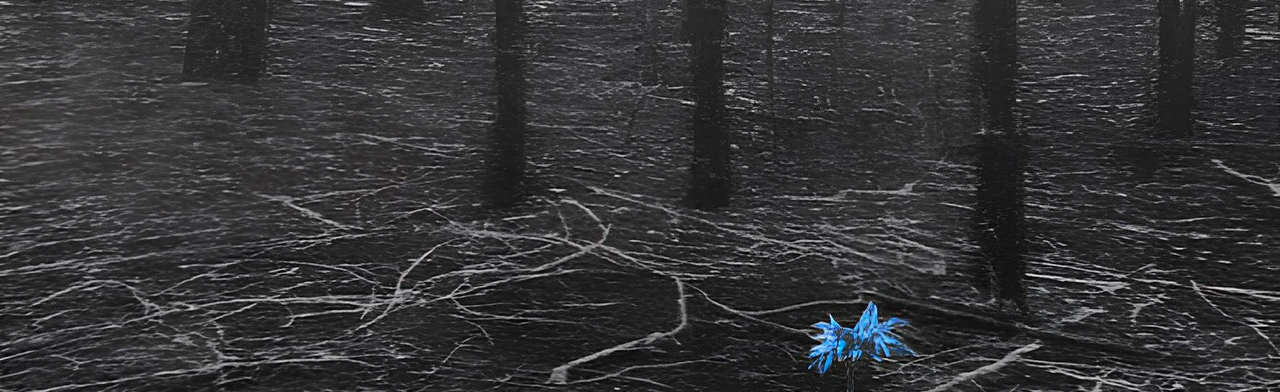 Постер Где цветы...