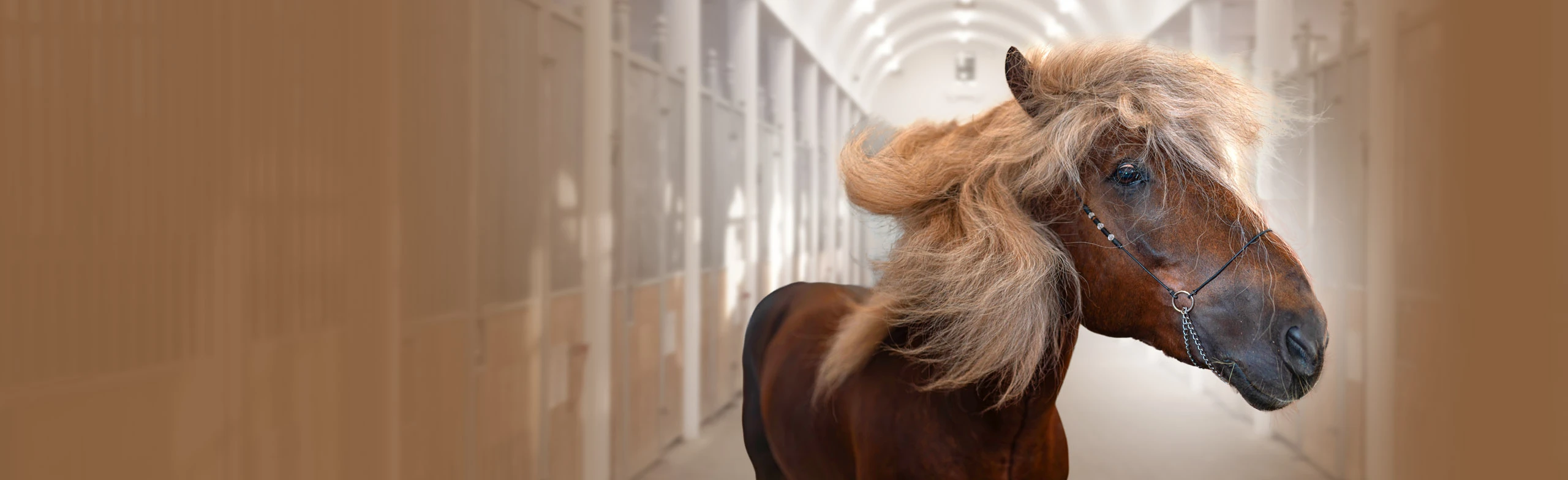 Постер Тематическая экскурсия по Демонстрационной конюшне в Москве