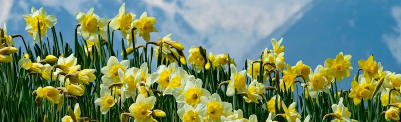 Постер Весенний букет. Мастер класс в Набережных Челнах