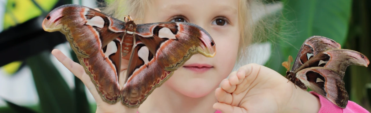 Постер Парк бабочек Paradise в Нижнем Новгороде