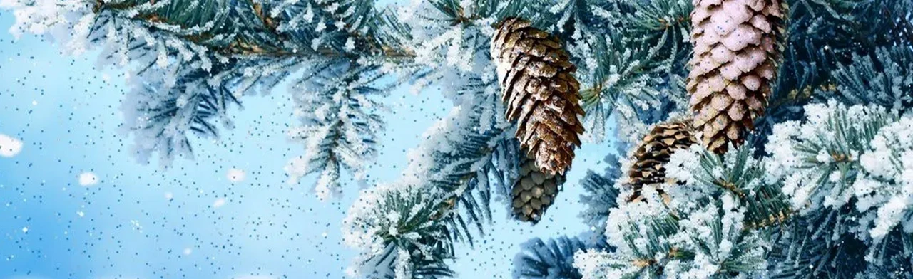 Постер Хвойные истории: Интерактивная программа