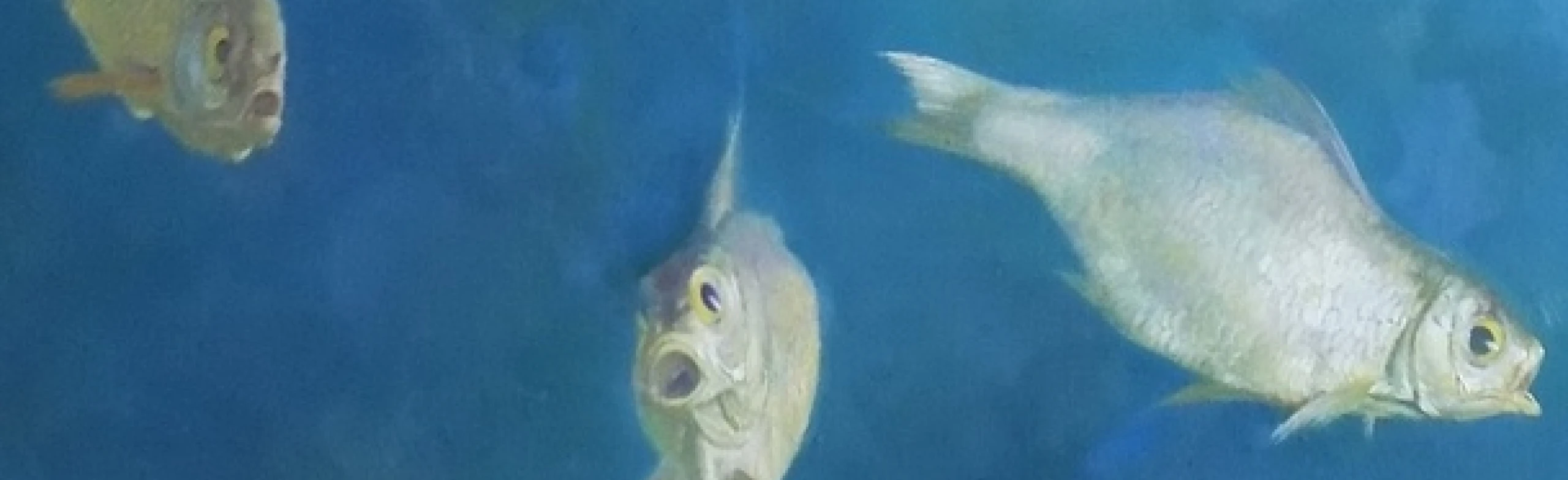 Постер Два профессора: Выставка в Нижнем Новгороде