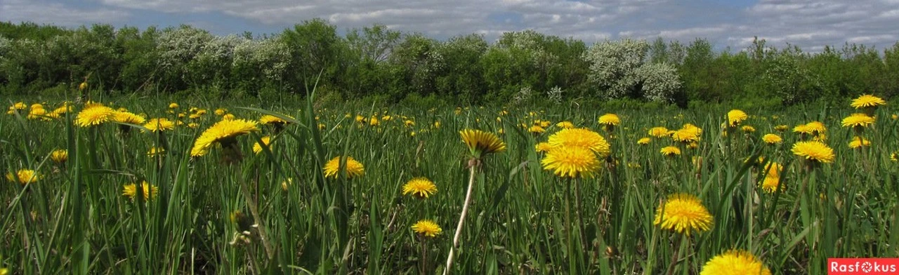 Постер Всему начало здесь, в краю родном: Познавательный час в Ростове-на-Дону