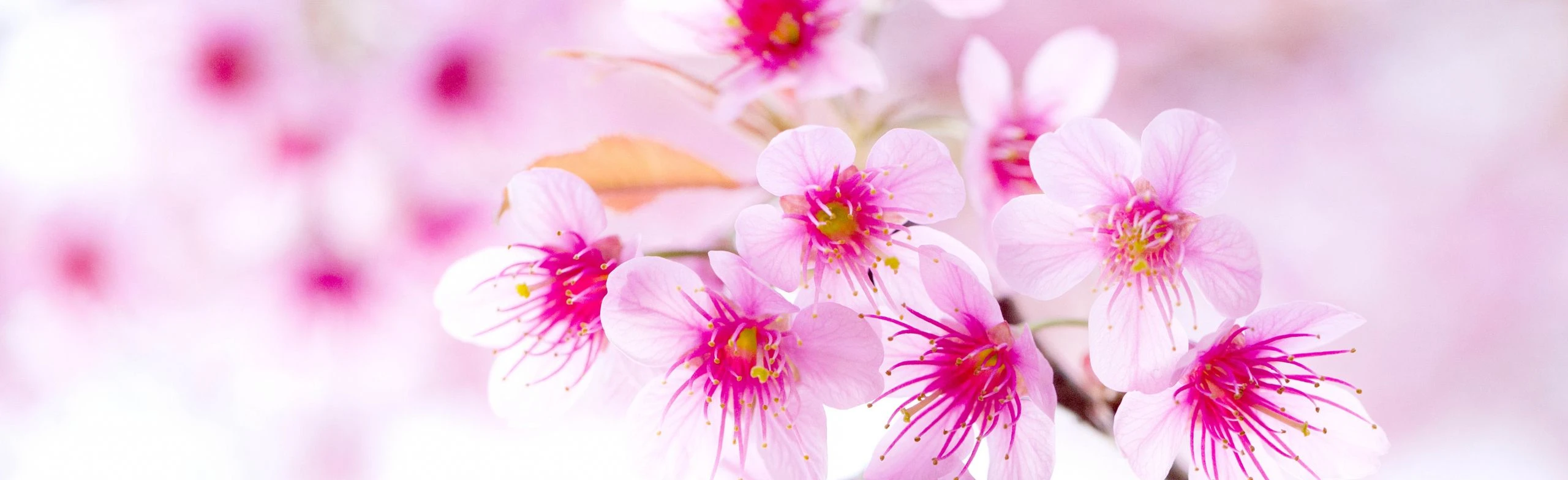 Постер Её величество - женщина. Посиделки в Ростове-на-Дону