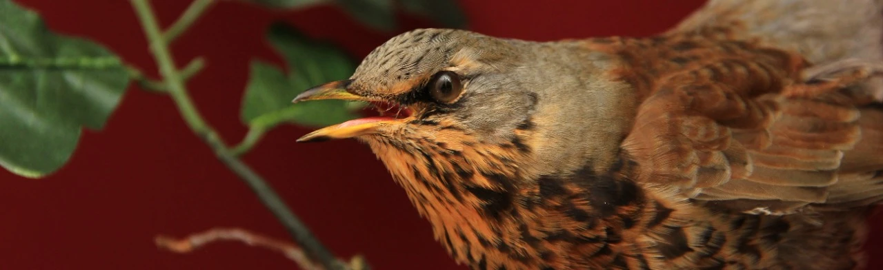 Постер Симфония леса. Интерактивное мероприятие в Саранске