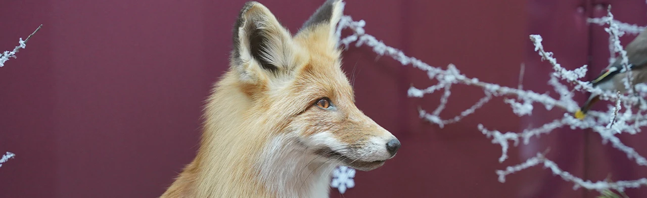 Постер Хищники Мордовского края. Музейная лекция в Саранске