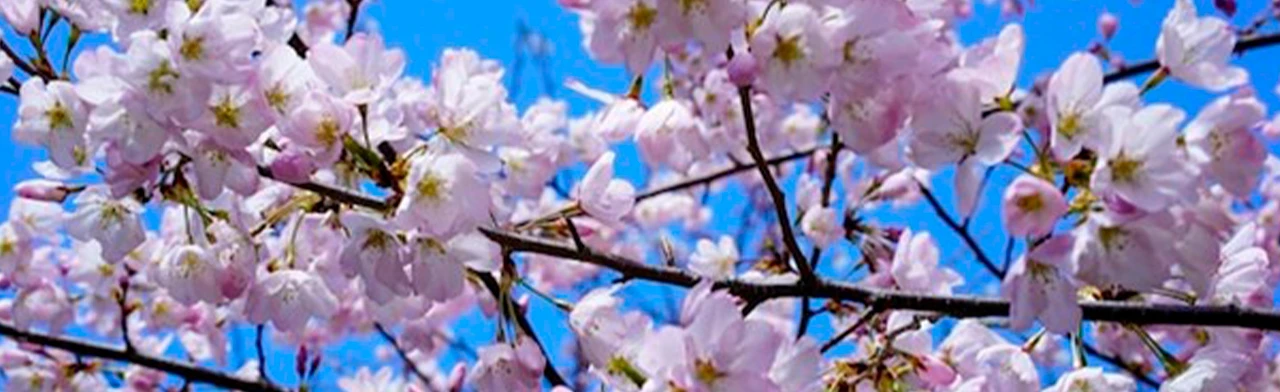 Постер День весны и труда! Концертная программа в Саранске