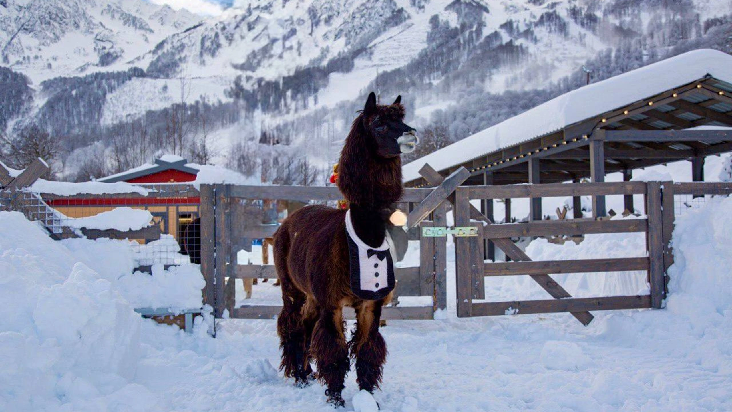 Постер Парк Альпак Пача Мама в Сочи