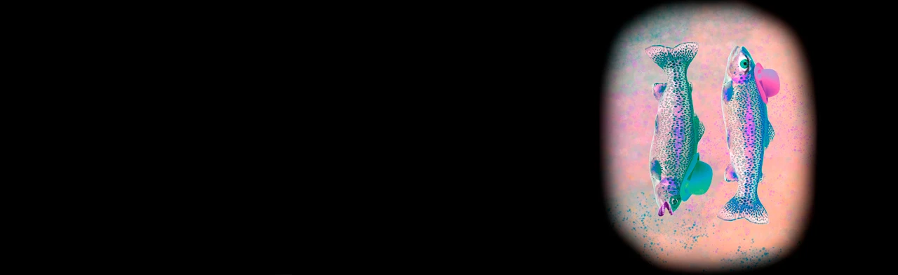 Постер Ловля форели на рассвете в Санкт-Петербурге