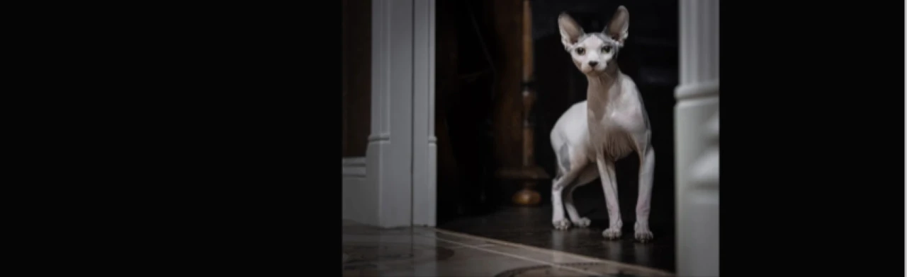 Постер Мартовский кот. Выставка художественной фотографии в Твери