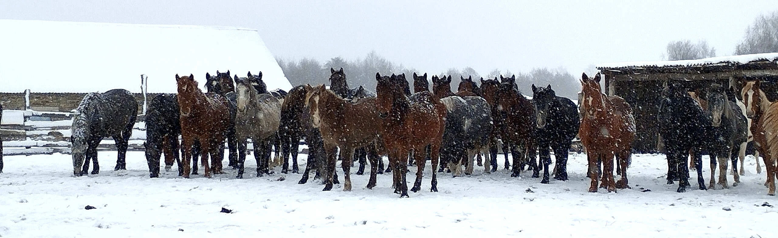 Постер Конная прогулка к скале Акташ в Уфе