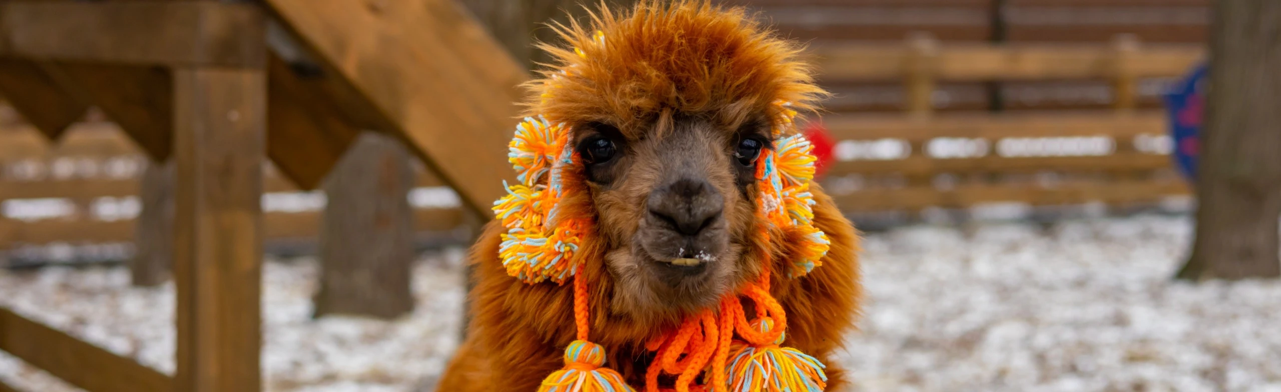 Постер Экскурсия в выходные в Парк альпак Пача Мама в Ульяновске