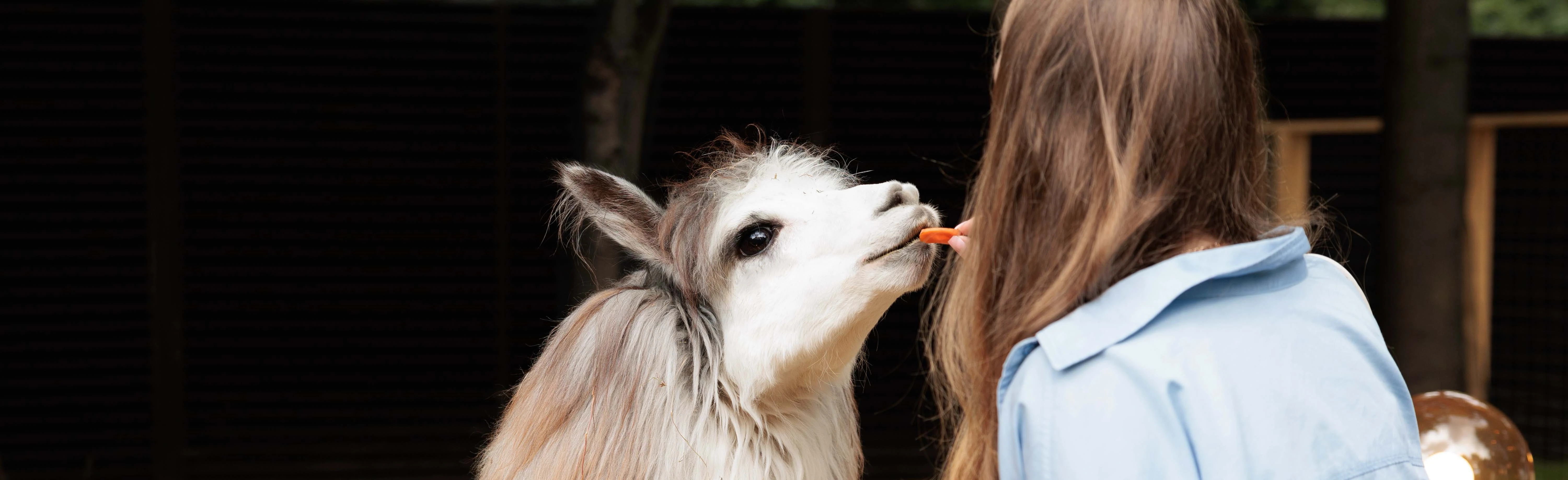 Постер Альпака парк Сокольники в Москве